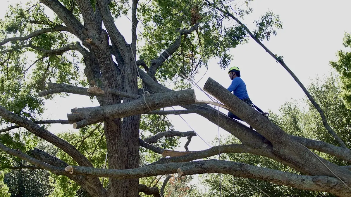 Professional Crown Thinning performed by certified arborists in Tolar